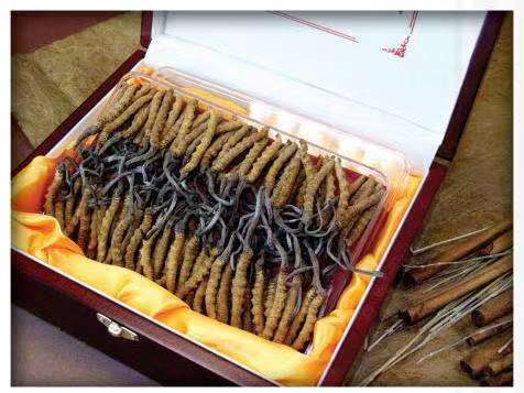 泰顺冬虫夏草回收